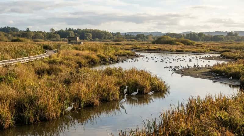 4. Wildlife Refuges: The Overlooked Stop on the Federal Map (Image Credits: Gemini)