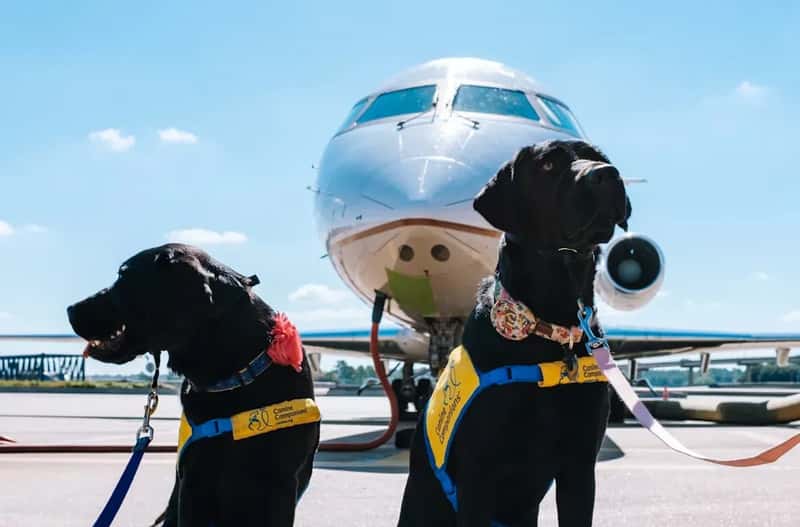 #3 - Several Major Airlines Have Quietly Dropped Cargo Pet Service Entirely (Image Credits: Unsplash)