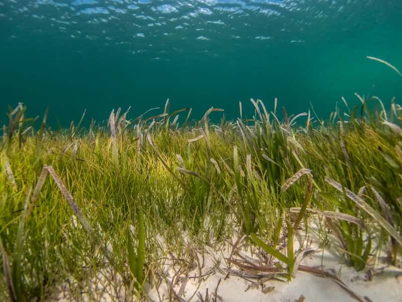 The seaweed situation has gotten genuinely bad (Image Credits: Unsplash)