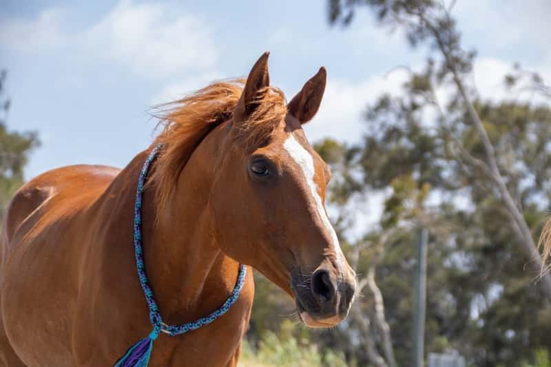 Horses: The Unexpected Killers Down Under (Image Credits: Unsplash)