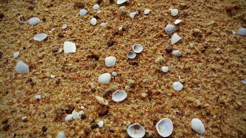 Beach sand, pebbles, and shells picked up as a keepsake (By Sankar 1995, CC BY-SA 3.0)