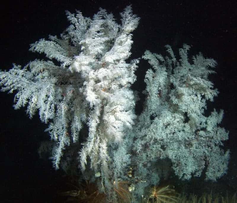 Black Corals: Ancient Life in the Dark (NOAA Photo Library, Flickr, CC BY 2.0)