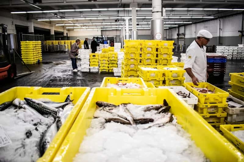Feed, Fishmeal, and the Sustainability Question (Image Credits: Unsplash)