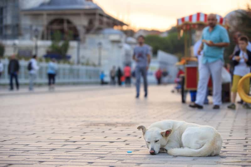 Turkey: A Cultural Crossroads Under Pressure (Image Credits: Shutterstock)