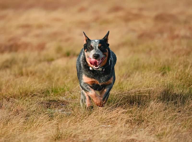 8. Australian Cattle Dog (Image Credits: Unsplash)