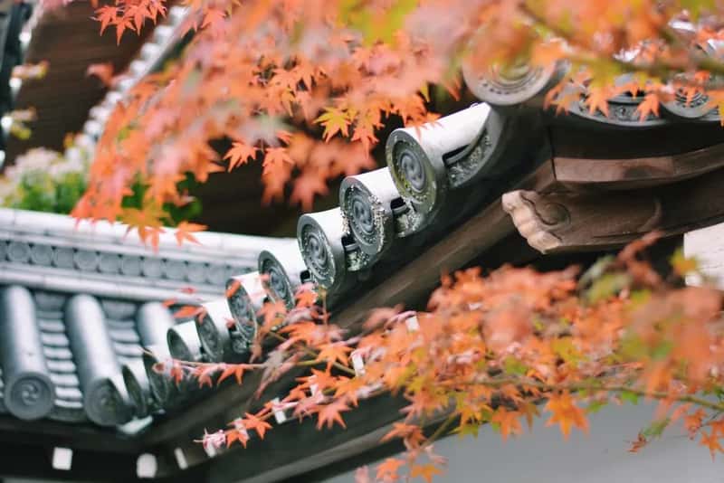 October and November: autumn foliage at its best (Image Credits: Pexels)