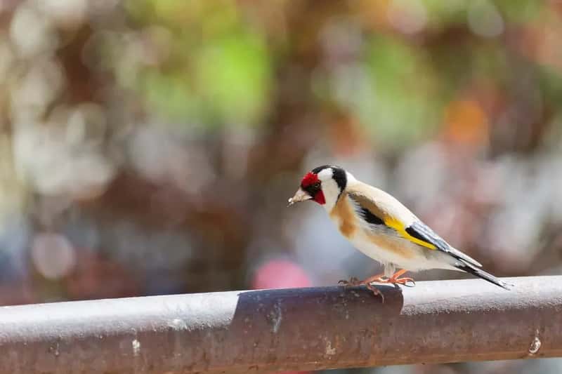 #13 - Your Yard Has No Perching Spots Near the Feeder (Image Credits: Unsplash)