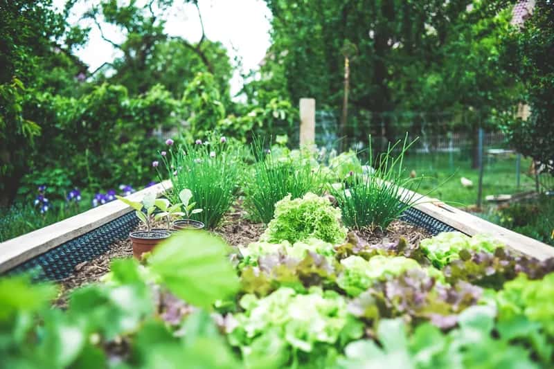#16 - Growing a Backyard Vegetable Garden as a Necessity (Image Credits: Unsplash)