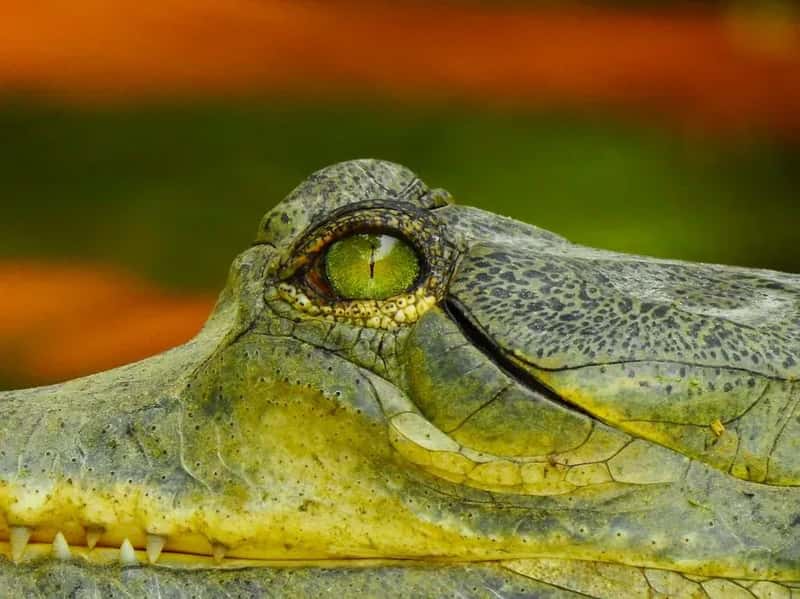 There Are Cave-Dwelling Dwarf Crocodiles Turning Orange Underground (Image Credits: Pexels)