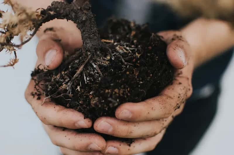 #14 - Bare Soil Is Sick Soil (Image Credits: Rawpixel)