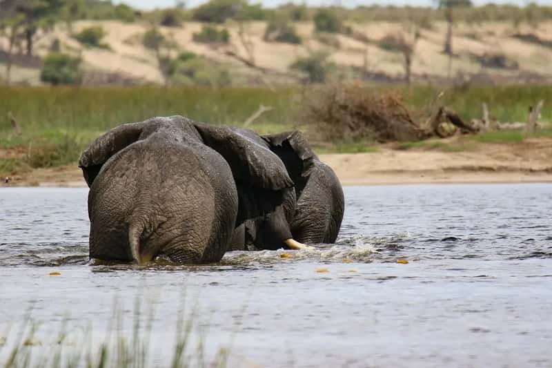 Botswana: Beyond the Delta (Image Credits: Pixabay)
