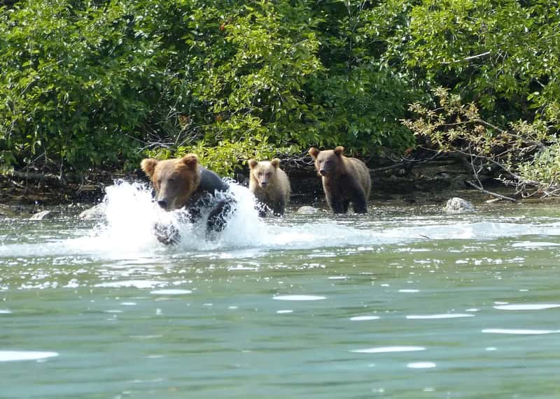 7. Katmai National Park and Preserve, Alaska - 36,230 Visits in 2024 (Brown Bear with cubs fishing, CC BY-SA 2.0)