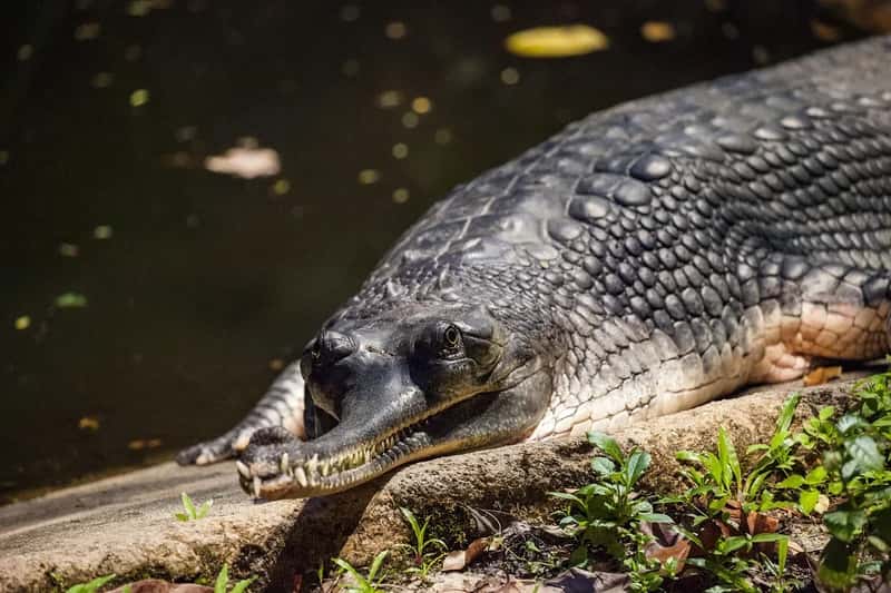 The Threat That Lives Right at the Water's Edge (Image Credits: Pixabay)