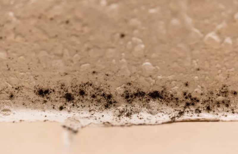 2. A Musty Smell or Visible Mold Growth (Moldy Shower, CC BY-SA 2.0)
