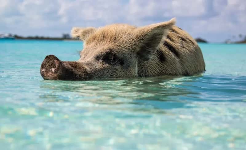 #5 - The "Swim With Pigs" Excursion (Image Credits: Unsplash)