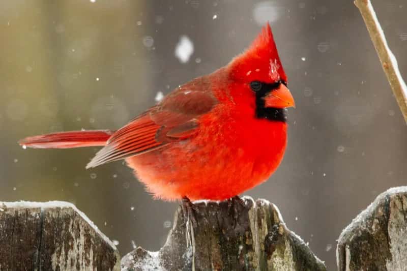 #1 - Your Yard Simply Doesn't Feel Safe Enough for Cardinals to Call Home (Image Credits: Unsplash)