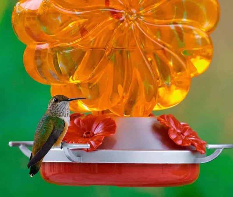 #6 - Overfilling the Feeder So Nectar Sits for Too Long (Image Credits: Pexels)