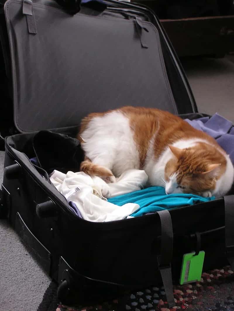 2. They pick up on departure cues almost instantly (Muffet, Flickr, CC BY 2.0)