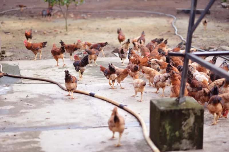 United States: chicken did most of the heavy lifting (Image Credits: Pexels)