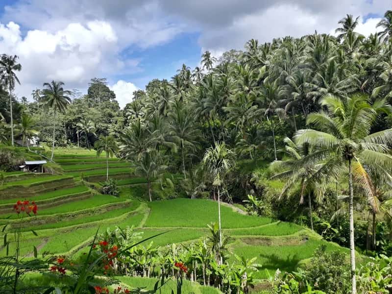 Tegalalang Rice Terraces, Bali (Image Credits: Unsplash)