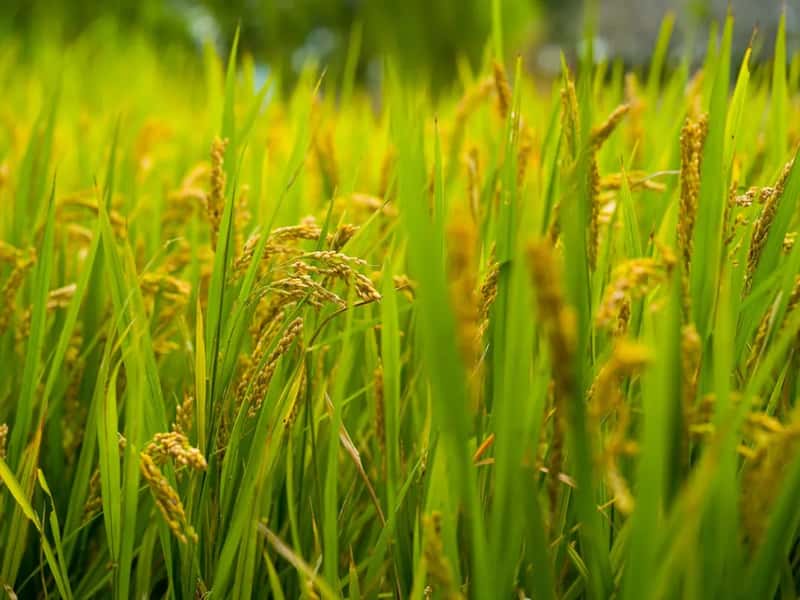 A New Era of Record Harvests (Image Credits: Unsplash)