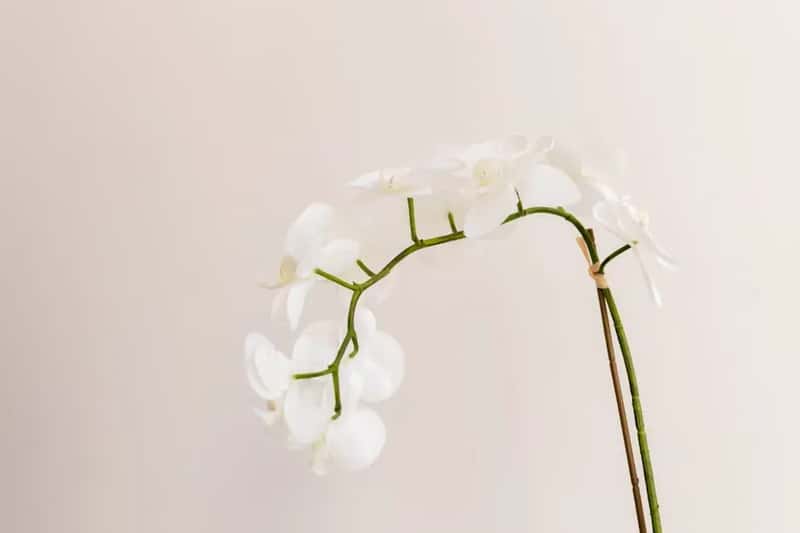 #2 - Use Keiki Paste to Force a Dormant Node Back to Life (Image Credits: Pexels)