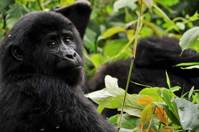 Uganda: The "Pearl of Africa" leans into high-value wildlife tourism (Image Credits: Unsplash)