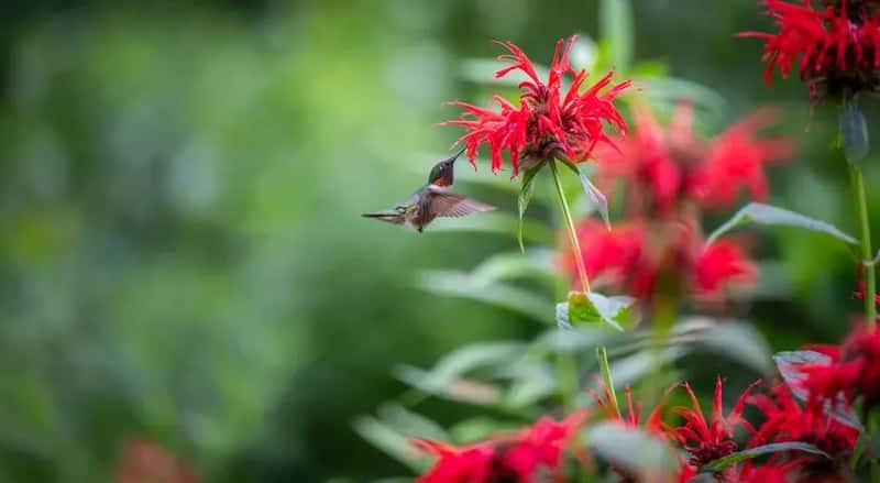 #10 - Staggered Bloom Times Keep Them From Abandoning You Mid-Summer (Image Credits: Pexels)