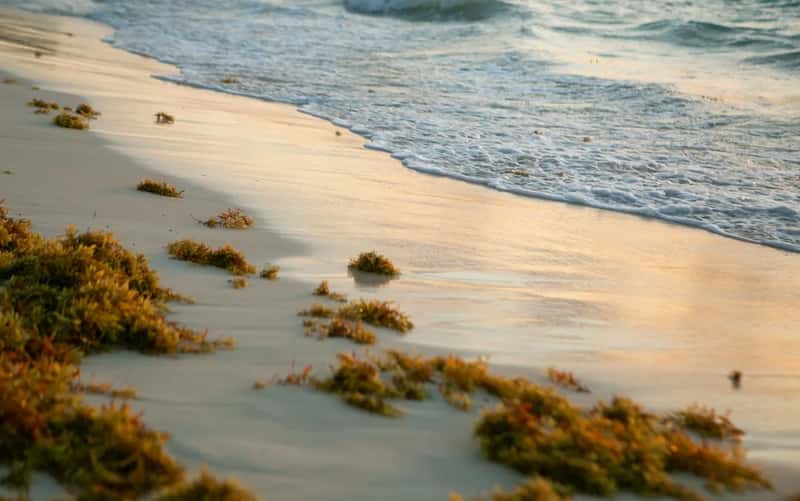 The seaweed problem has stopped being a footnote (Image Credits: Unsplash)