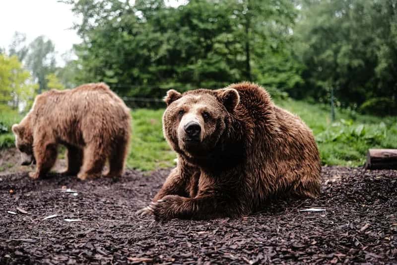 #4 - Poor Food Storage That Invites Wildlife Into Camp (Image Credits: Pexels)