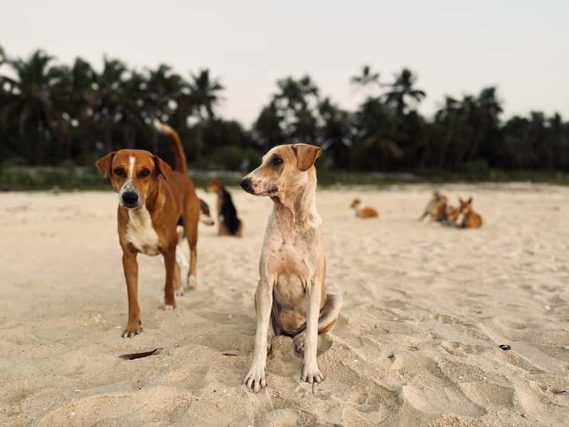 India: The World's Stray Dog Capital (Image Credits: Unsplash)