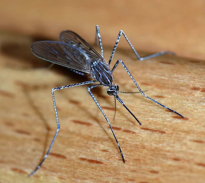 How the Virus Spreads (Image Credits: Wikimedia)