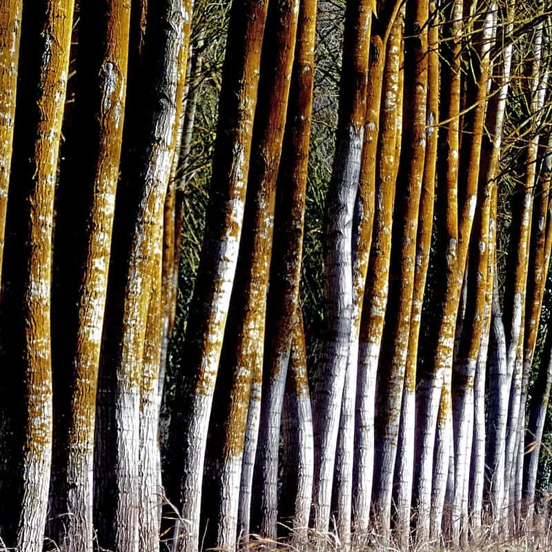 Carbon, Timber and the Climate Angle (pom'., Flickr, CC BY-SA 2.0)