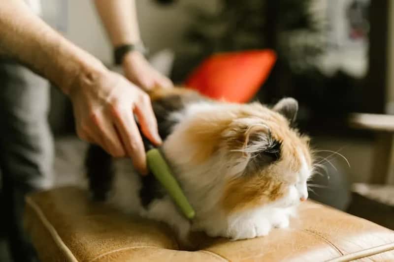 #10 - Pet Hair and Pet Odor (Even If You're Used to It) (Image Credits: Pexels)