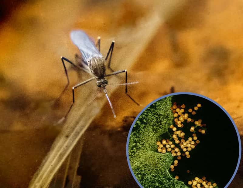 Chikungunya Outbreak Confirmed (Image Credits: Wikimedia)