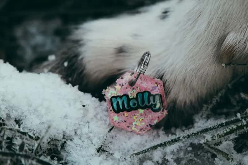 #3 - An Up-to-Date ID Tag and a Temporary Travel Tag (Image Credits: Unsplash)
