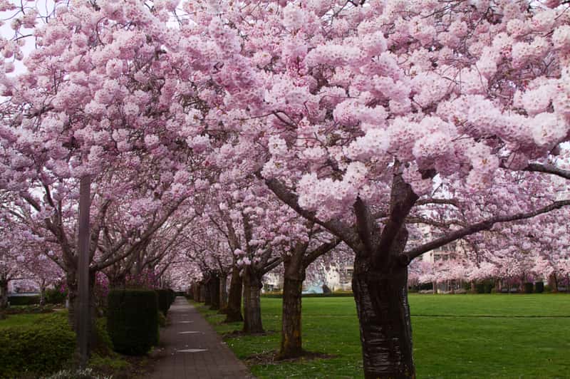 Japan - Where Tradition Meets Natural Splendor (Image Credits: Stocksnap)