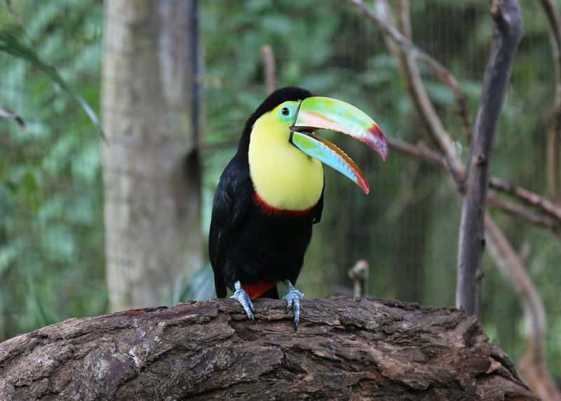 Costa Rica: Small Nation, Massive Biodiversity (Image Credits: Wikimedia)