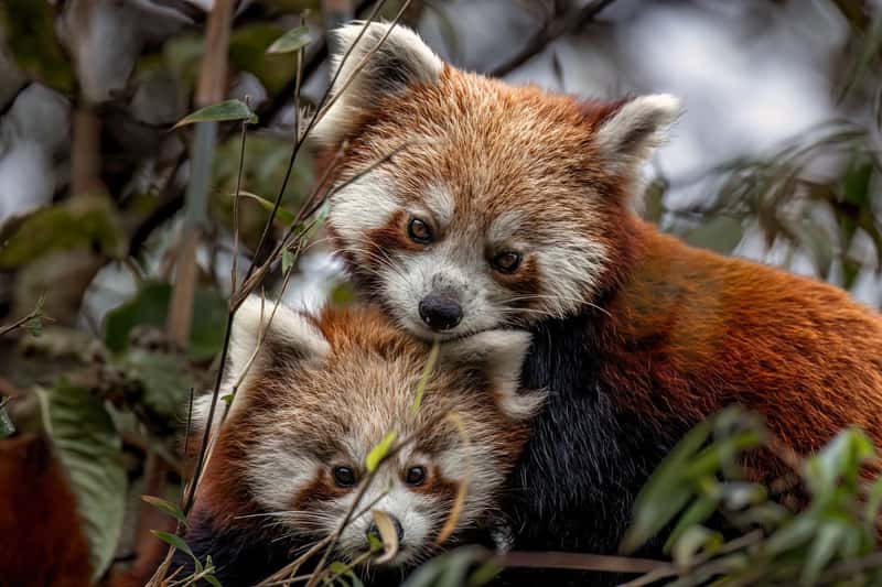Red Panda Cubs in Nepal's Himalayas (Image Credits: Shutterstock)