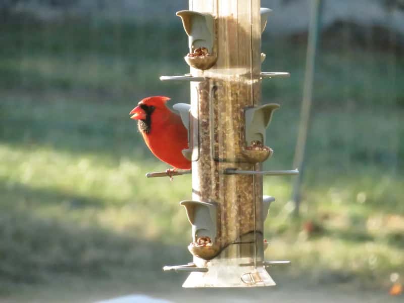 #13 - Your Feeder Is a Lightweight Swinging Tube They Can't Stand On (By Joe Myers, CC BY-SA 4.0)