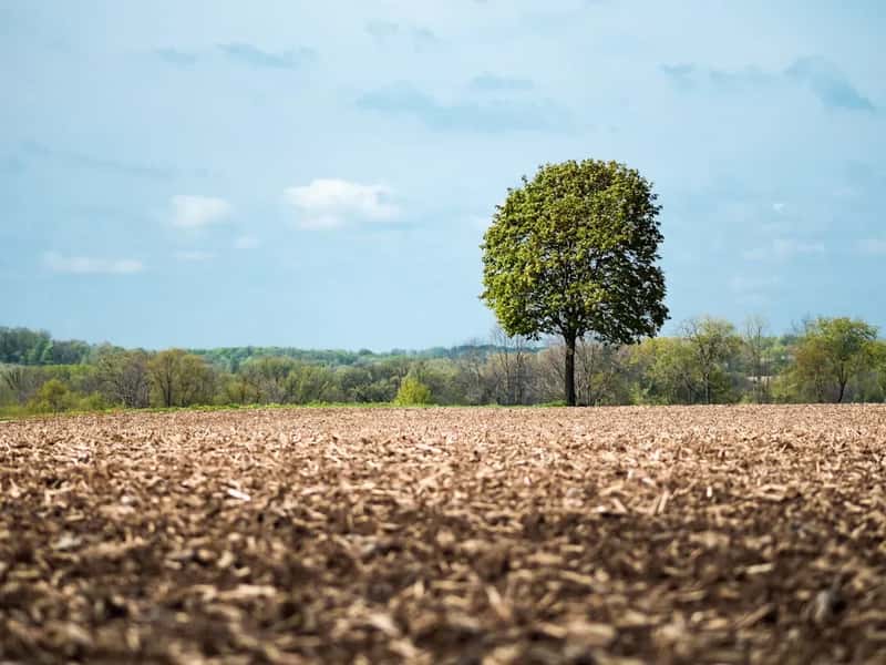 #13 - Never Build a "Mulch Volcano" Around Your Trees (Image Credits: Unsplash)