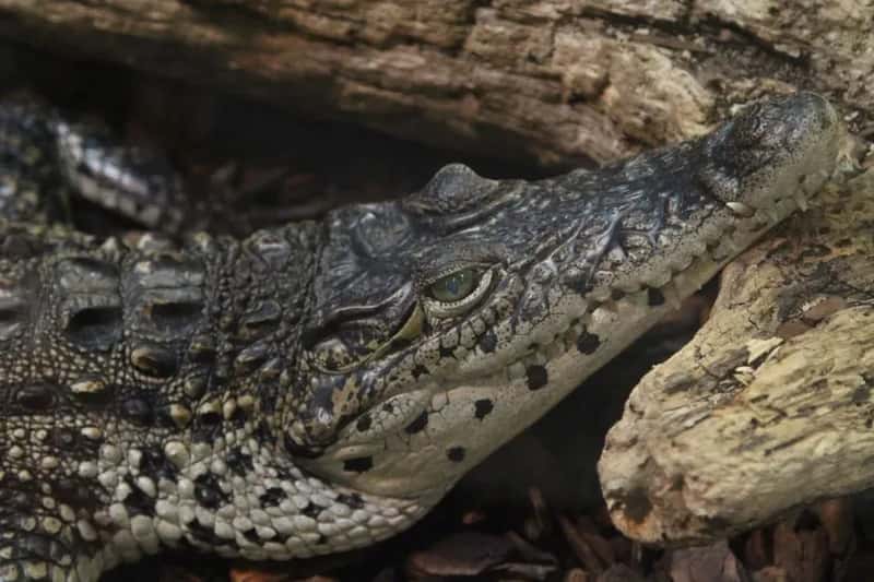 It Hides in the Shadows - And Scientists Are Struggling to Find It (Image Credits: Pexels)