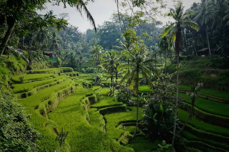 A Visa Landscape That's Getting Stricter in Bali (Image Credits: Unsplash)