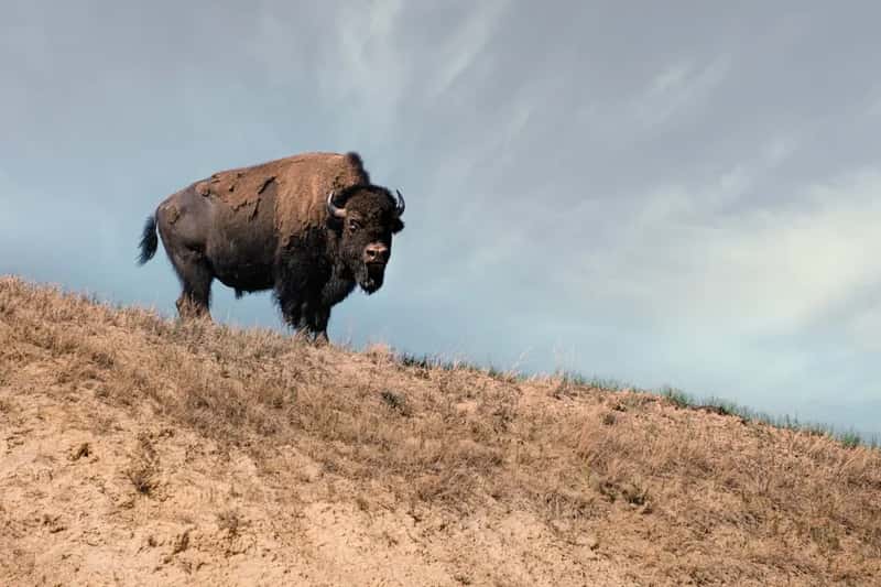 2. Theodore Roosevelt National Park, North Dakota - America's Best-Kept National Park Secret (Image Credits: Unsplash)