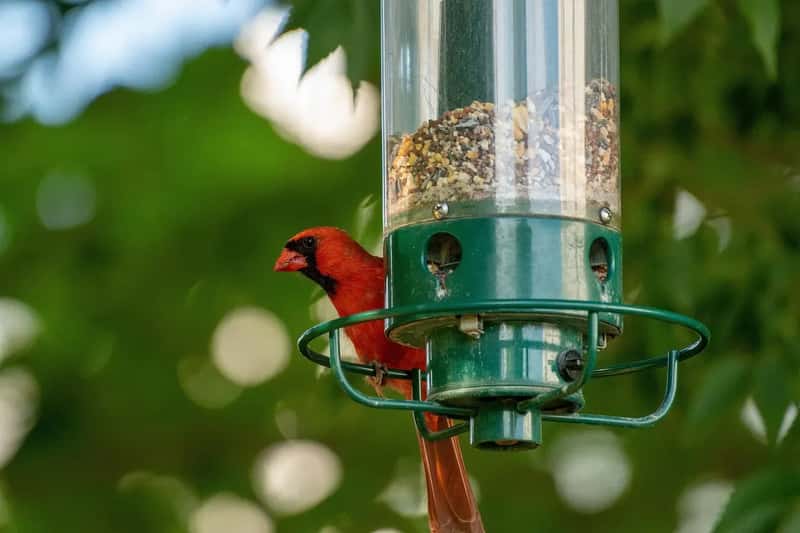 #12 - Your Feeder Is Mounted Too High Up (Image Credits: Pixabay)