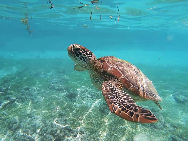 8. Dry Tortugas National Park, Florida (Image Credits: Unsplash)