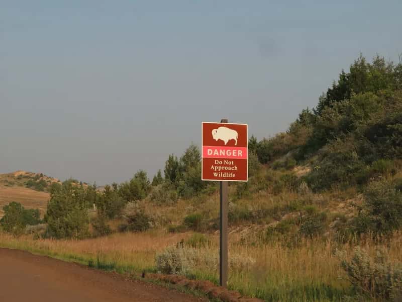 Disrespecting Wildlife in National Parks (Image Credits: Flickr)