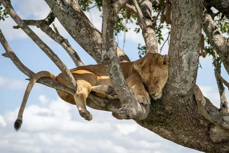 How Rare Is Tree Climbing in Lions? (Image Credits: Unsplash)