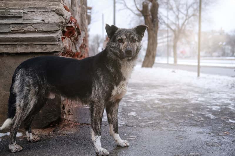 Romania: Pack Hunting in Urban Areas (Image Credits: Shutterstock)