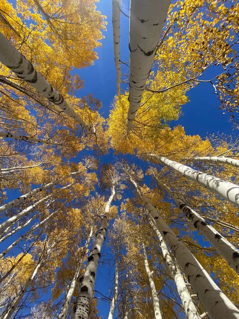 Utah's Pando: One Tree, Tens of Thousands of Trunks (Image Credits: Pexels)
